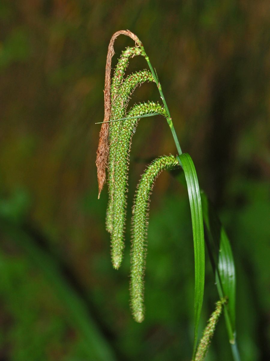 Carex pendula